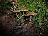 Lärchenhäubling, Foto 8