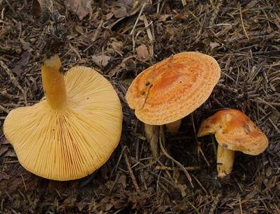 Lärchen-Milchling, Foto 2