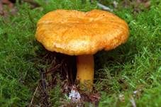 Lärchen-Milchling, Foto 17