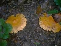 Lärchen-Milchling, Foto 7