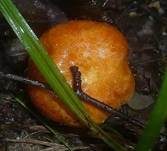 Lärchen-Milchling, Foto 8