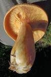 Lärchen-Milchling, Foto 10