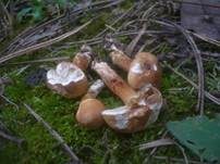 Lärchenritterling, Foto 15