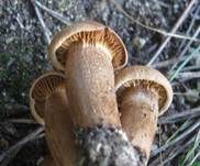 Lärchenritterling, Foto 21