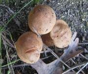Lärchenritterling, Foto 23