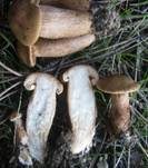 Lärchenritterling, Foto 24