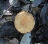 Lärchenritterling, Foto 28