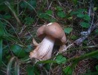 Lärchenritterling, Foto 10