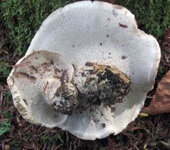 Bitterer Rußporling, Foto 5
