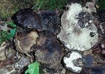 Bitterer Rußporling, Foto 8