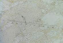 Lärchenschneckling, Foto 17