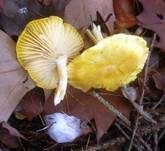 Lärchenschneckling, Foto 6