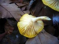 Lärchenschneckling, Foto 8
