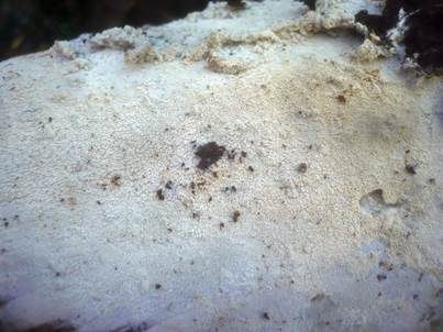 Laubbaum-Stachelhaut, Foto 2