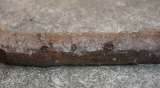 Laubholz-Büschelbecherling, Foto 3