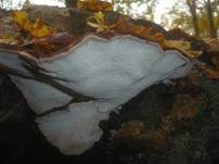 Laubholzharzporling, Foto 17