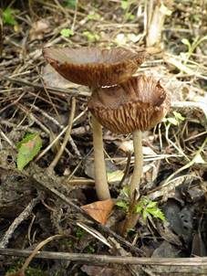 Laubholz-Mürbling, Foto 5