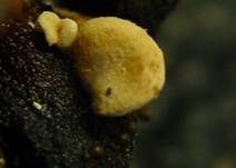 Laubholz-Muschelfüßchen, Foto 6