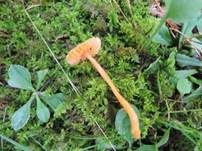 Bitterer Saftling, Foto 12