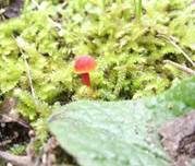 Bitterer Saftling, Foto 7