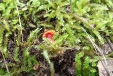 Bitterer Saftling, Foto 8