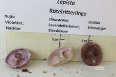 Lavendelfarbener Rötelritterling, Foto 18