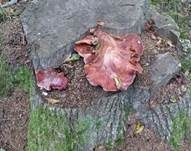 Leberreischling, Foto 6