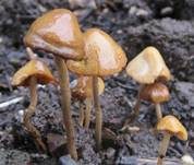 Lederblasses Samthäubchen, Foto 10
