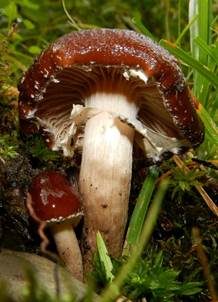 Lederbrauner Ackerling, Foto 6