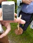 Lederbrauner Ackerling, Foto 11