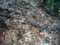 Lederbrauner Faserling, Foto 12