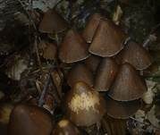 Lederbrauner Faserling, Foto 13