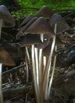 Lederbrauner Faserling, Foto 15