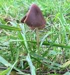 Lederbrauner Faserling, Foto 22