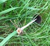 Lederbrauner Faserling, Foto 24