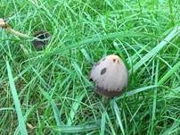 Lederbrauner Faserling, Foto 29
