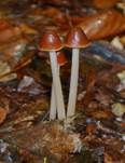 Lederbrauner Faserling, Foto 31