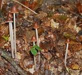Lederbrauner Faserling, Foto 33