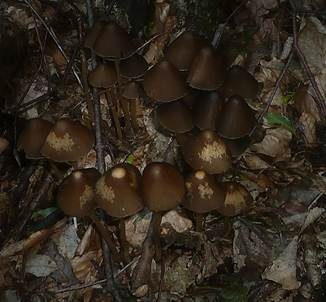 Lederbrauner Faserling, Foto 6