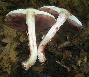 Ledergelber Egerling, Foto 5