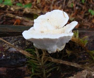 Bitterer Saftporling, Foto 2