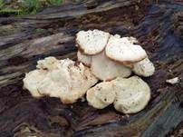 Bitterer Saftporling, Foto 23