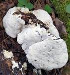 Bitterer Saftporling, Foto 26