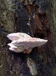 Bitterer Saftporling, Foto 29
