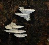 Bitterer Saftporling, Foto 33