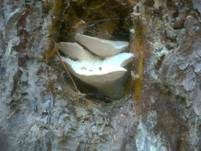 Bitterer Saftporling, Foto 39