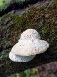 Bitterer Saftporling, Foto 8