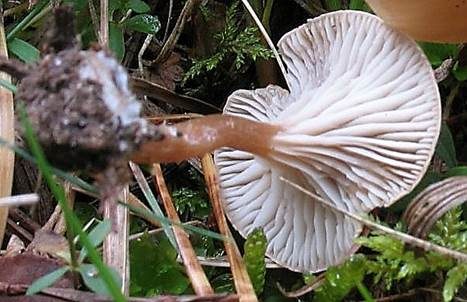 Ledergelber Nabeling, Foto 3