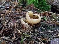 Ledergelber Öhrling, Foto 9