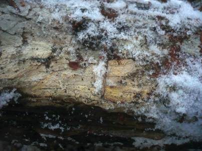 Ledergelber Zähnchenrindenpilz, Foto 2